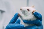 To koniec z testami na zwierzętach?